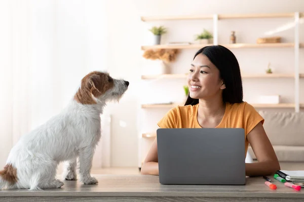 Mujer asiática freelancer hablando con el perro mientras trabaja en línea — Foto de Stock