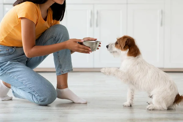 Fluffig hund väntar på mat, oigenkännlig kvinna mata husdjur — Stockfoto