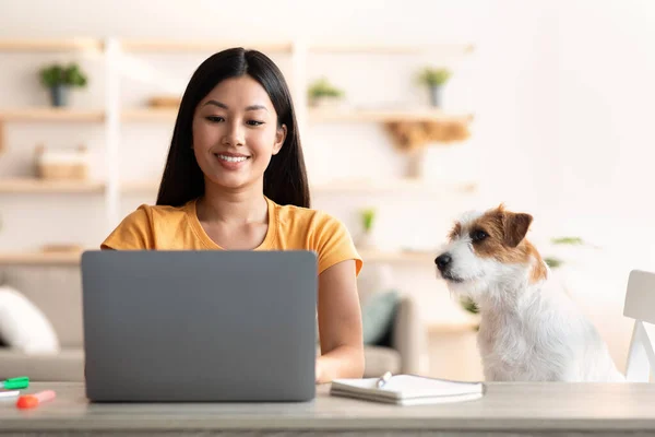 Alegre asiático mujer independiente contratista perro propietario trabajando desde casa — Foto de Stock