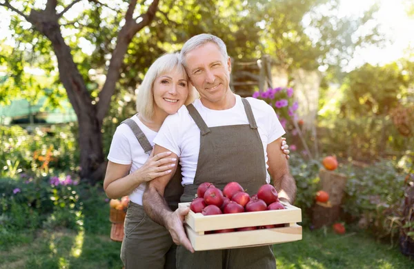 Glada äldre par som håller trälåda full av äpplen i fruktträdgården på hösten, omfamnar och ler mot kameran — Stockfoto