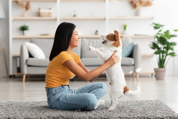 Oldalnézet a kínai nő petting jack ruszel terrier kutya — Stock Fotó