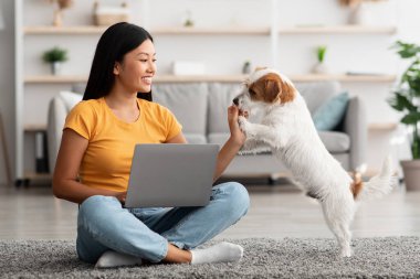 Asyalı kadın köpekleri eğitmek için dizüstü bilgisayar kullanıyor.