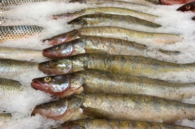 Süpermarkette taze çiğ balık