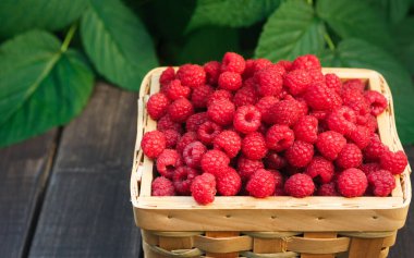 Yaz ahududu hasat. Ahududu bush ile yeşil yaprakları arka plan açık havada, ahşap masa üzerinde meyveleri closeup ile hasır sepet.