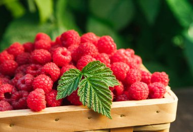 Yaz ahududu hasat. Ahududu bush ile yeşil yaprakları arka plan açık havada, ahşap masa üzerinde meyveleri closeup ile hasır sepet.