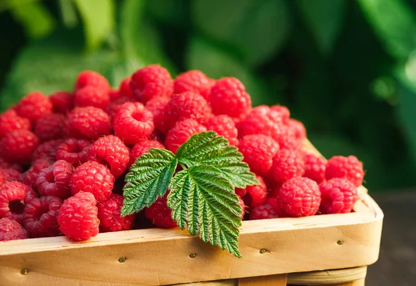 Yaz ahududu hasat. Ahududu bush ile yeşil yaprakları arka plan açık havada, ahşap masa üzerinde meyveleri closeup ile hasır sepet.