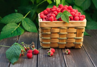 Yaz ahududu hasat. Ahududu bush ile yeşil yaprakları arka plan açık havada, ahşap masa üzerinde meyveleri closeup ile hasır sepet.