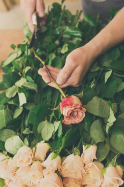 Çiçekçi elleri yakın plan, çiçekçi dükkanında gül buketi kesiyor. Çiçek tasarım stüdyosunda dekorasyon ve düzenlemeler yapan bir erkek asistan ya da mal sahibi. Çiçek teslimatı, düzen yaratmak.