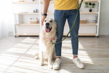 Dostane bir ifadeyle Golden Retriever, iyi aydınlatılmış bir oturma odasında sahibinin yanında oturur. Güneş ışığı, ahşap zemine gölge düşürür ve sıcak bir atmosfer yaratır..