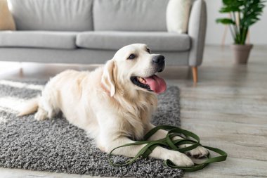 Parlak bir oturma odasında yumuşak bir halıya bir golden retriever seriliyor. Köpek yanında bir tasmayla sakin ve mutlu görünüyor. Güneş ışığı pencerelerden akar..