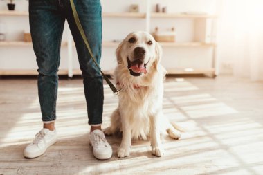Golden Retriever, elinde tasmayla, ayakta duran sahibinin yanında mutlu bir şekilde oturuyor. Güneş ışığı odayı doldurur, sıcak ve davetkar bir atmosfer yaratır..