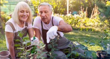Bir çift güneşli bir günde arka bahçelerinde bahçıvanlık yapmaktan hoşlanır. Bitkilerle ilgileniyorlar, aletleri kullanıyorlar ve ipuçlarını paylaşıyorlar. Bereketli yeşillik onları mutlu bir şekilde çalışırken çevreledi..