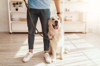 Golden Retriever, parlak bir odada sahibinin yanında mutlu bir şekilde oturur. Sahibi tasma tutarken köpeği nazikçe okşar. Açık hava macerasına hazır olduklarını gösterir..