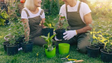 İki bahçıvan çimlerin üzerinde otururken saksılara çiçek ekmekten mutlu oluyorlar. Etrafları tencerelerle çevrili, sıcak güneş ışığı ve birbirlerine eşlik eden genç bitkilerle dolu..
