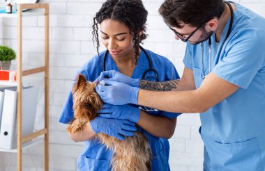 Asistanı olan bir veteriner, hayvan hastanesinde köpek tedavisinde kulak damlası kullanıyor.