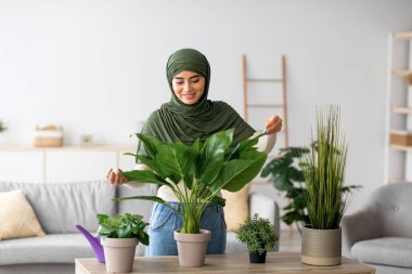 Tesettürlü neşeli genç Arap kadın, ev bitkileriyle iç mekanında ilgileniyor. Bahçeyle ilgilenmeyi ve çömlekçi bitkileriyle rahat bir ortam yaratmayı seviyor..