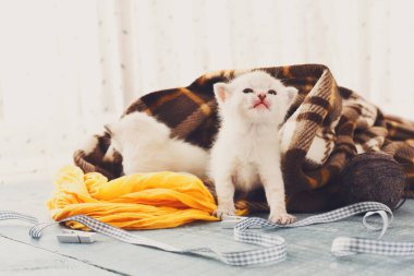 Ekose battaniye içinde beyaz newborn yavru kedi. Serenity mavi ahşap arka plan üzerinde tatlı sevimli minik yavru kedi kedi oyuncak ve kurdele ile oynamak. Küçük kedi. Tarama ve meowing komik yavru kedi