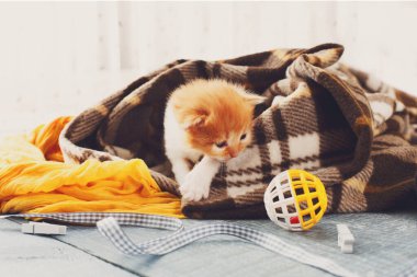 Ekose battaniye de kırmızı turuncu yeni doğan kedi. Tatlı sevimli minik yavru kedi oyuncak ve şerit ile huzur mavi ahşap arka plan oynamak. Küçük kedi. Tarama ve meowing komik yavru kedi