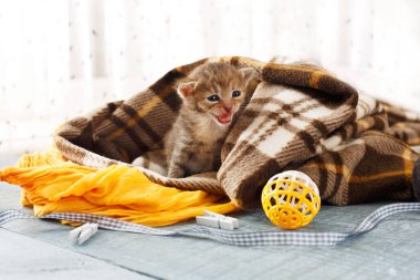 Ekose battaniye de gri şeritli yeni doğan kedi. Serenity mavi ahşap arka plan üzerinde tatlı sevimli minik yavru kedi kedi oyuncak ve kurdele ile oynamak. Küçük kedi. Tarama ve meowing komik yavru kedi