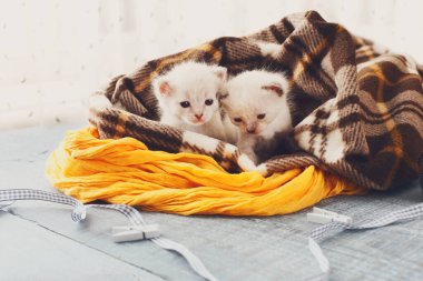 Ekose battaniye içinde beyaz newborn yavru kedi. Serenity mavi ahşap arka plan üzerinde tatlı sevimli minik yavru kedi kedi oyuncak ve kurdele ile oynamak. Küçük kedi. Tarama ve meowing komik yavru kedi