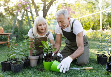 Aile hobisi konsepti. Mutlu kıdemli eşler bahçede saksı yetiştiriyor, avluda oturuyor ve çiçeklerle ilgileniyor. Mutlu emeklilik