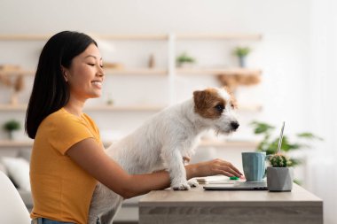 Kabarık tüylü Jack Russel terrier köpek yavrusu, sahibinin ilgisini arıyor, çalışma masasının yanından geçiyor, Asyalı bağımsız kadın müteahhit dizüstü bilgisayarda yazıyor, evden çalışıyor, uzayı kopyalıyor.