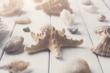Deniz kabuklarını ve denizyıldızı düz ahşap plakalar üzerinde beyaz tahta, deniz tatil arka plan üzerinde yatıyordu