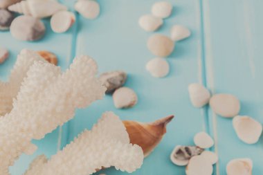 Deniz kabuklarını, mavi ahşap, deniz tatil arka plan üzerinde mercan ahşap plakalar üzerinde kopya alanı ile