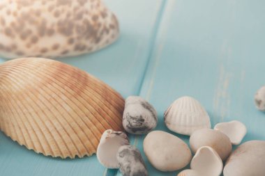 Deniz kabuklarını closeup mavi ahşap, deniz tatil arka plan üzerinde ahşap plakalar üzerinde kopya alanı ile