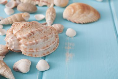 Mavi ahşap, deniz tatil arka plan üzerinde kabukları ahşap plakalar üzerinde kopya alanı ile