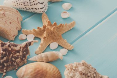 Deniz kabuklarını kopya alanı ile mavi ahşap, ahşap plakalar üzerinde kopya alanı ile deniz tatil arka plan üzerinde