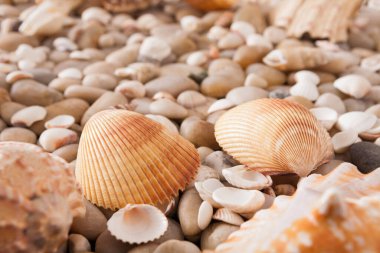 Deniz çakıl ve deniz kabuklarını arka plan. Deniz kıyısı taş dokulu yüzeyi