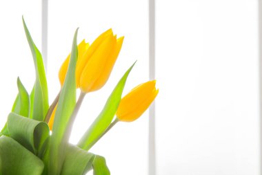 Sarı laleler pencerenin yanındaki vazoda duruyor. Yumuşak ışık odaya girer ve parlak bir atmosfer yaratır. Çiçekleri çevreleyen yeşil yapraklar, manzaranın genel görünümüne ekleniyor..