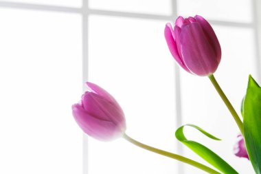 Pencerenin yanındaki vazoda iki pembe lale büyüyor. Doğal ışık dışarıdan gelir ve boşluğu doldurur. Parlak bir an ve çiçeklerin güzelliğini gösterir.