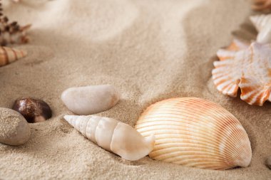 Deniz kıyısı plaj kum arka plan egzotik deniz kabuklarını ve denizyıldızı en iyi manzaralı. Doğal kumlu doku