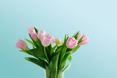 Bir grup pembe lale açık bir vazoda duruyor. Çiçeklerin yeşil yaprakları vardır ve açık mavi bir arkaplanda otururlar. Düzenleme yeni ve renkli görünüyor..