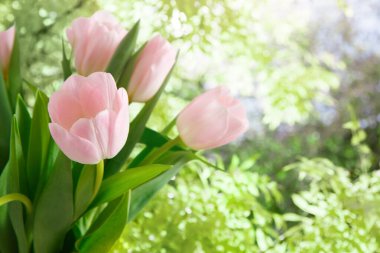 Bahçedeki yeşil yaprakların arasında bir grup pembe lale yetişiyor. Güneş ışığı parlıyor, parlak bir atmosfer yaratıyor. Çiçekler, ışığa uzanırken yapraklarının tamamen açık olduğunu gösteriyor..