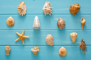 Mavi ahşap üzerinde deniz kabuğu çeşitleri, ahşap tahtalarda deniz tatili geçmişi, üst manzara.