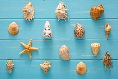 Mavi ahşap üzerinde deniz kabuğu çeşitleri, ahşap tahtalarda deniz tatili geçmişi, üst manzara.
