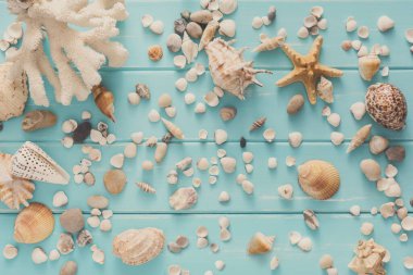 Deniz kabuklarını düz desen ahşap plakalar üzerinde kopya alanı ile mavi ahşap, deniz tatil arka plan üzerinde göklere, top görünümü