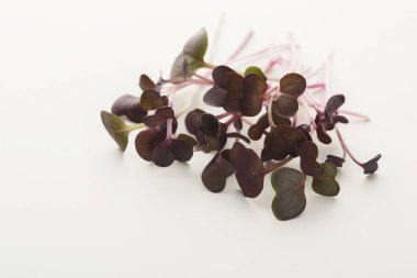 Düz beyaz bir yüzey üzerinde bir mikroyeşil seti düzenlenir. Küçük yapraklar renk ve şekle göre değişir. Sapları ince ve narin, taze ve genç bitkileri sergiliyorlar..