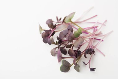 Bir kolaj çeşitli küçük yaprakları, uzun mor ve yeşil sapları olan bir grup mikroyeşili gösterir. Ayrıntılarını ve şekillerini net görebilmek için beyaz bir yüzeye yerleştirilirler..