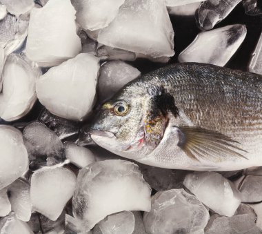 Taze balık, deniz ürünleri pazarındaki bir buz yatağına yerleştirilir. Balık berrak buz küpleriyle çevrilidir. Bu kurulum müşteriler için mevcut balık çeşitlerini gösterir.