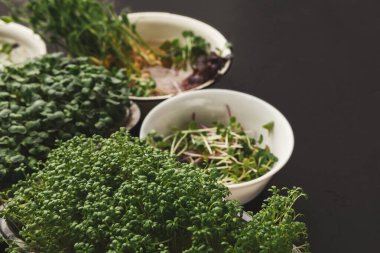 Çeşitli kaselerde taze yeşillik ve bitkiler var. Karanlık bir yüzeyde oturuyorlar. Bazıları filizlenirken, diğerleri canlı yaprakların bir karışımına sahiptir. Hepsi farklı bitki türlerini gösterir.