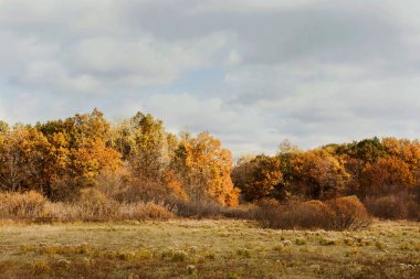 Turuncu ve sarı yapraklardan oluşan bir kolaj açık bir araziyi doldurur. Ağaçlar bölgeyi çeşitli renklerle çevreler. Bulutlar yukarıda asılı Gri bir zemin oluşturur.
