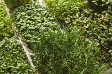 Bir markette mozaik içinde çeşitli otlar ve yeşiller düzenlenir. Birçok bitki türü konteynırlarda düzenli olarak düzenlenir. Ayar, hareketli bir ortamda canlı ve taze ürünler gösteriyor..