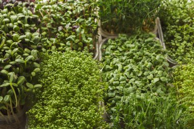 Sahne, birbirine yakın dizilmiş farklı bitki çeşitlerini gösteriyor. Yeşiller şekil ve boyut olarak farklılık göstererek zengin bir koleksiyon sergiliyor..