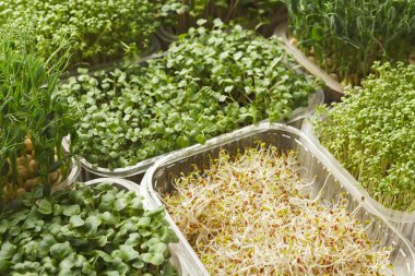 Farklı türde lahanalar ve mikroyeşiller temiz kaplara konur. Bu bitkilerin canlı yeşil renkleri vardır ve düzgünce düzenlenmişlerdir..