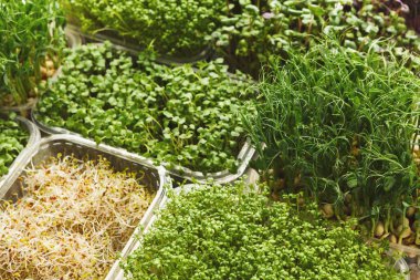 Küçük bitkilerden oluşan bir koleksiyon açık kaplarda sergilenir. Çeşitli türde lahanalar ve mikro yeşiller birlikte düzenlenir. Bazı bitkilerin parlak yeşil yaprakları vardır. Bazıları ise hassas saplar gösterir..