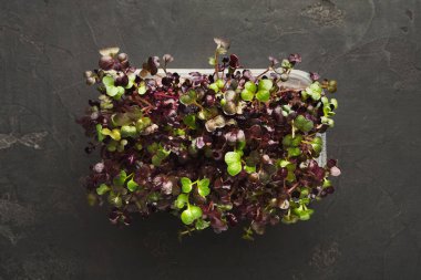 Çeşitli yeşil ve mor tonlarında küçük bitkilerin bir koleksiyonu dikdörtgen bir kabı doldurur. Yeşiller birbirine yakın büyür, parlak renklerini koyu bir yüzeye karşı sergilerler..